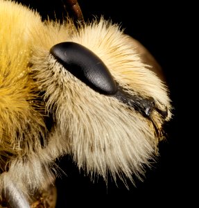 bee cute furry face, m, argentina, face2 2014-08-07-18.37.08 ZS PMax