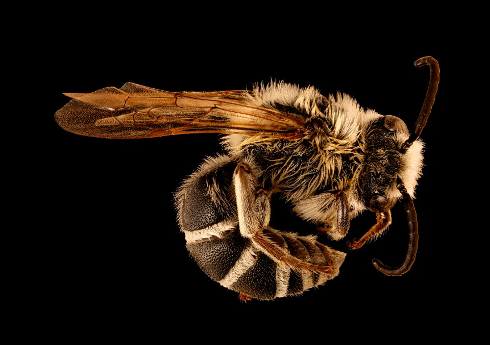 Colletes robertsonii, m, right, Hooker Co., Nebraska 2018-06-25-16.48.41 ZS PMax UDR