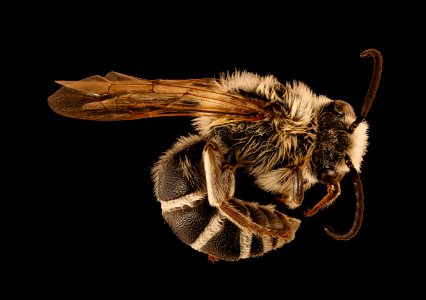 Colletes robertsonii, m, right, Hooker Co., Nebraska 2018-06-25-16.48.41 ZS PMax UDR