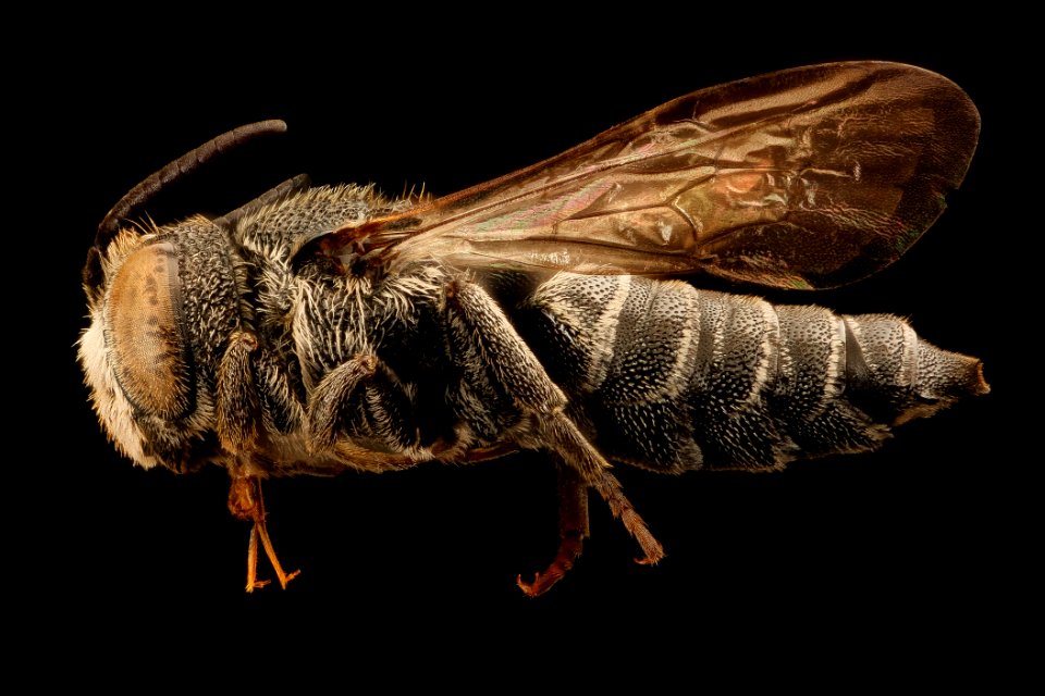 Coelioxys gilensis, m, left, Mariposa CA 2017-08-02-16.06