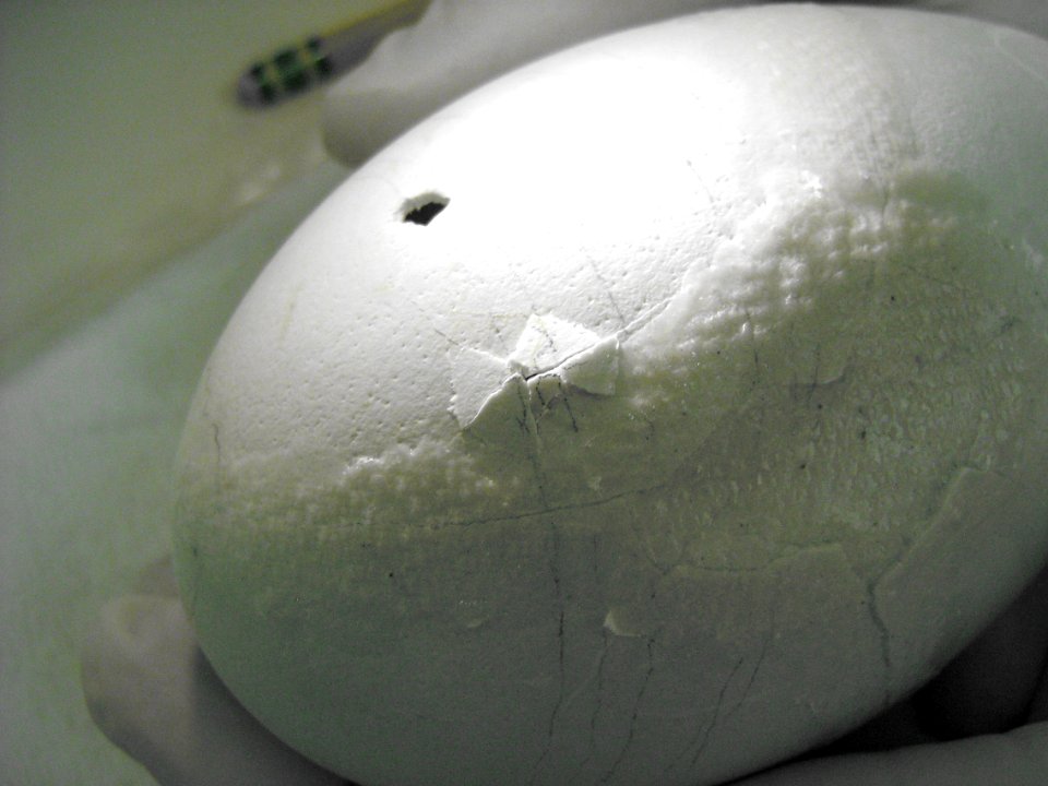 Condor sb#408 eggstage day 55