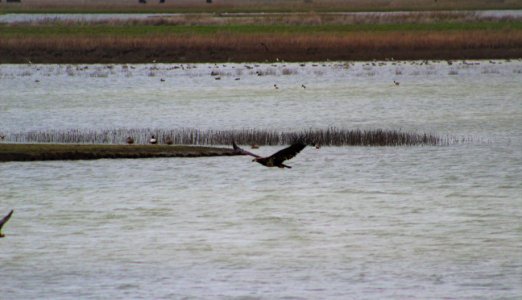 Juvenile bald eagle flying over wetland photo