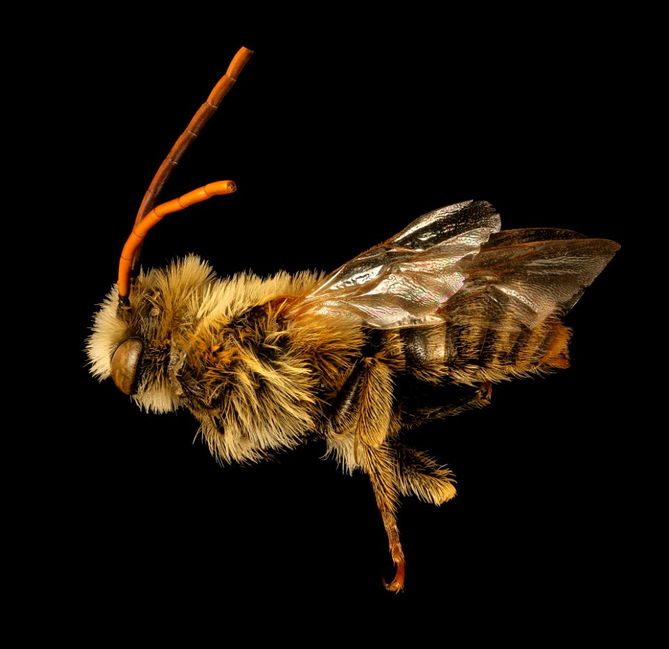 Melissodes trinodis, m, side, Dorchester Co, MD 2015-12-03-12.03