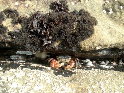Striped shore crab (Pachygrapsus crassipes) photo