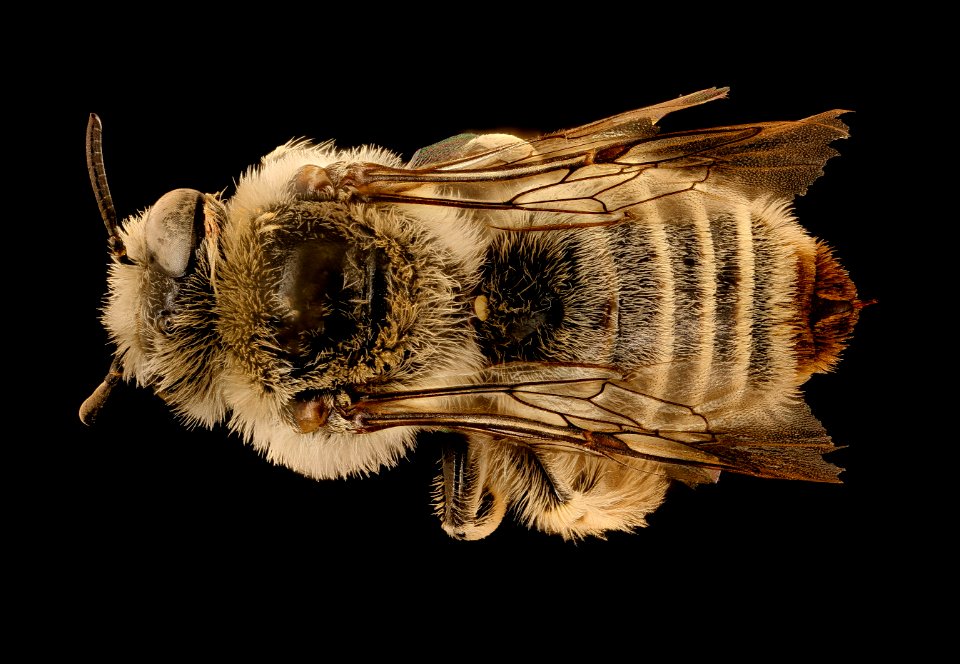 Diadasia diminuta, f, back, Pennington Co., SD 2018-08-10-17.15.20 ZS PMax UDR