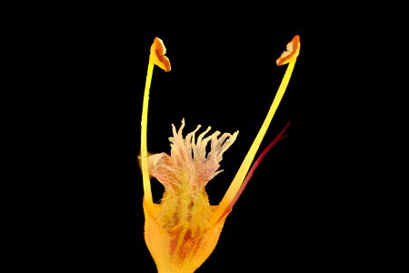 Collinsonia canadensis 2, Stoneroot, Howard County, Md, Helen Lowe Metzman 2019-03-22-17.55.24 ZS PMax UDR
