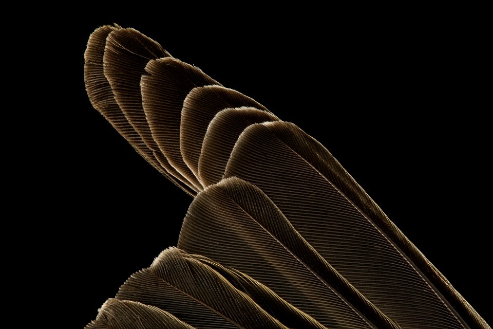 myrtle warbler, wing, dc 2014-05-06-14.28.24 ZS PMax