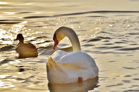 Lake constance animal world lake