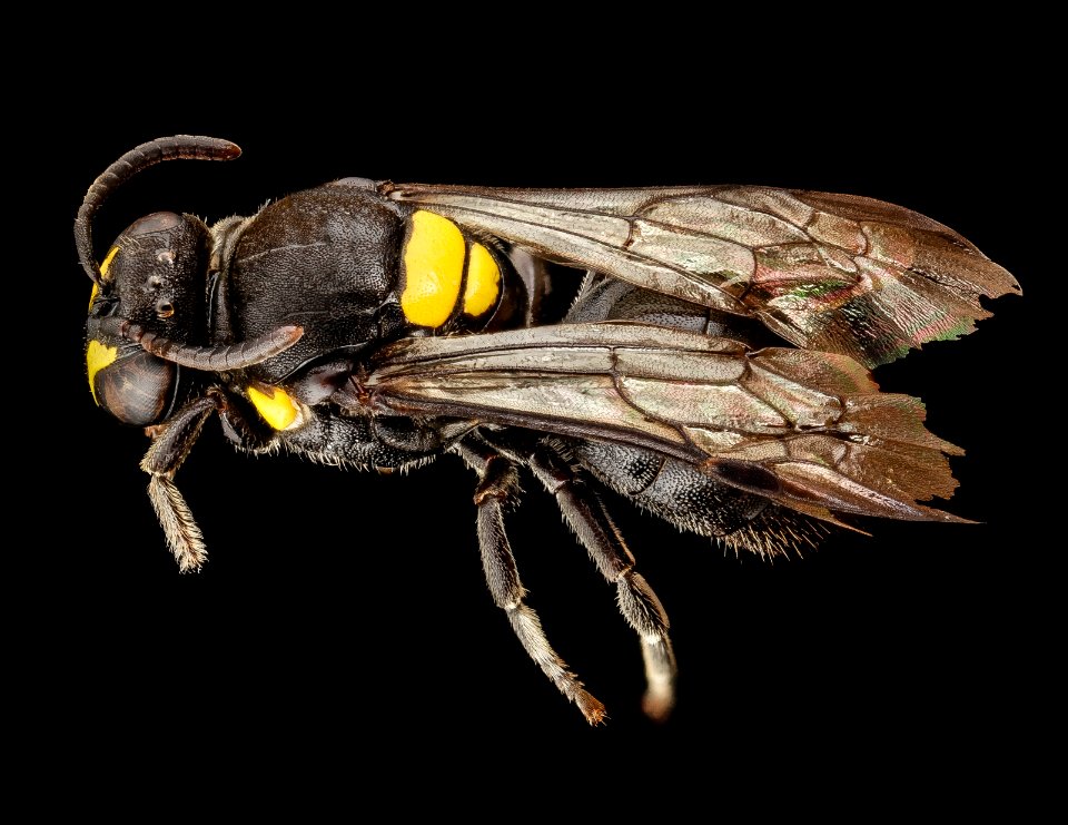 Hylaeus nubilosus, f, australia, angle 2014-08-14-12.01.05 ZS PMax
