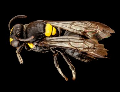 Hylaeus nubilosus, f, australia, angle 2014-08-14-12.01.05 ZS PMax