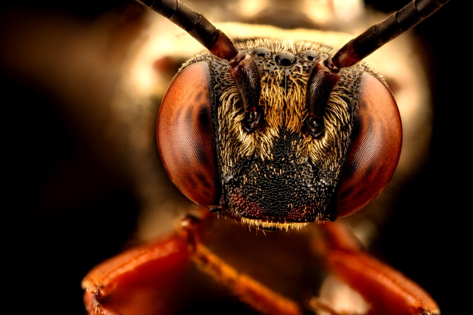 Triepeolus distinctus, m, anne arundel co, md, face 2016-08-31-17.47