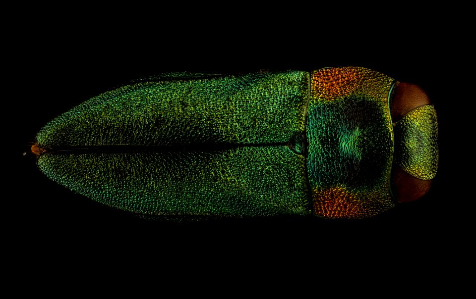 Anthaxia species, u, back, Kruger NP, South Africa 2018-07-13-16.46.46 ZS PMax UDR