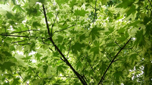 Tree spring fresh