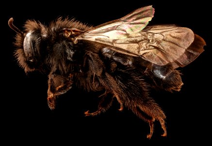 Andrena vanduzeei, f, left side, Mariposa, CA 2017-06-01-13.25