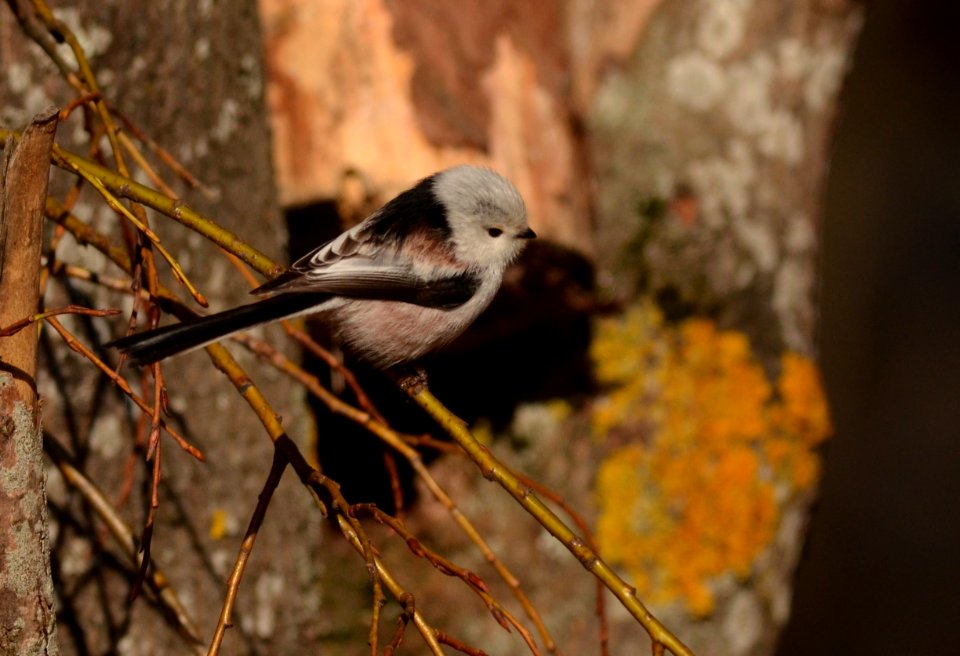 Aegithalos caudatus