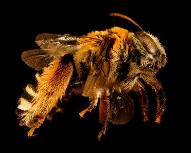 Melissodes tepaneca, f, side, SC, Jasper Co 2015-11-24-18.09
