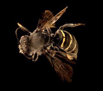 Stelis subemarginata, f, back 2018-06-20-22.30.24 ZS PMax UDR
