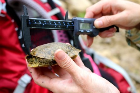 Measuring Western Pond Turtle photo