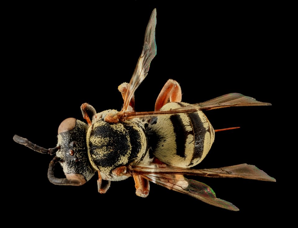 Epeolus minimus, F, Back, Co., SD 2013-11-20-16.25.07 ZS PMax