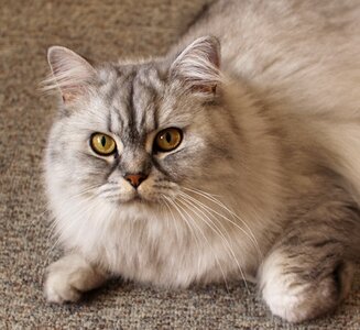 Pet face cat close up photo