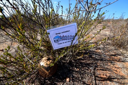 Quino checkerspot butterfly larvae release end result. Signs were placed near each set of pods to encourage refuge visitors not to disturb the sleeping larvae. photo