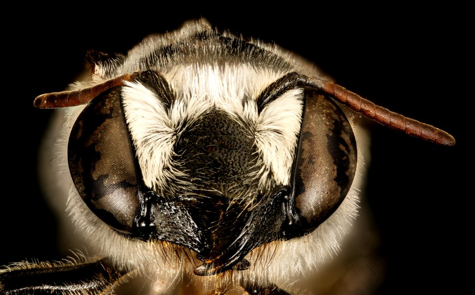 Megachile coquilletti, f, face, Pima Co. Tucson, AZ 2016-07-19-15.58