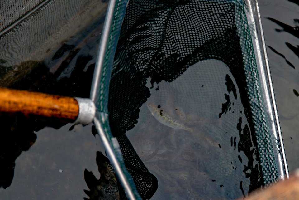 Salmon in Net