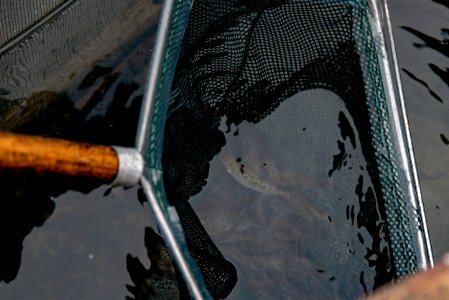 Salmon in Net