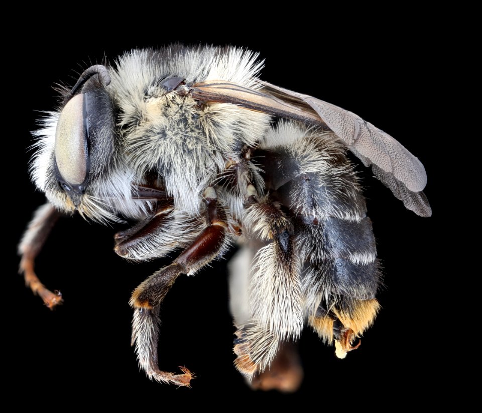 Anthophora terminalis, f, left, Cleveland, Ohio 2020-08-17-13.23.44 ZS PMax UDR