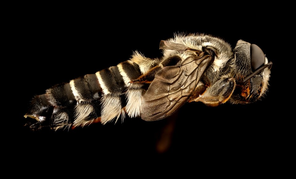 Megachile policaris, side, chambers co, Texas 2016-07-27-18.21