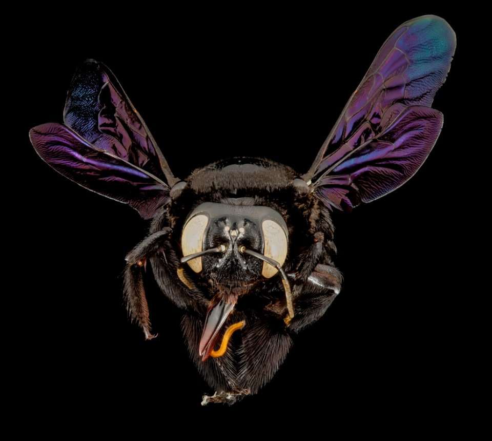 xylocopa pop green, f,thailand, angle 2014-08-14-20.15.14 ZS PMax photo