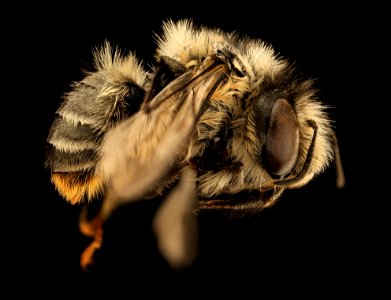 Anthophora terminalis,f, right, Greenbrier Co, WV 2019-03-21-23.04.42 ZS PMax UDR
