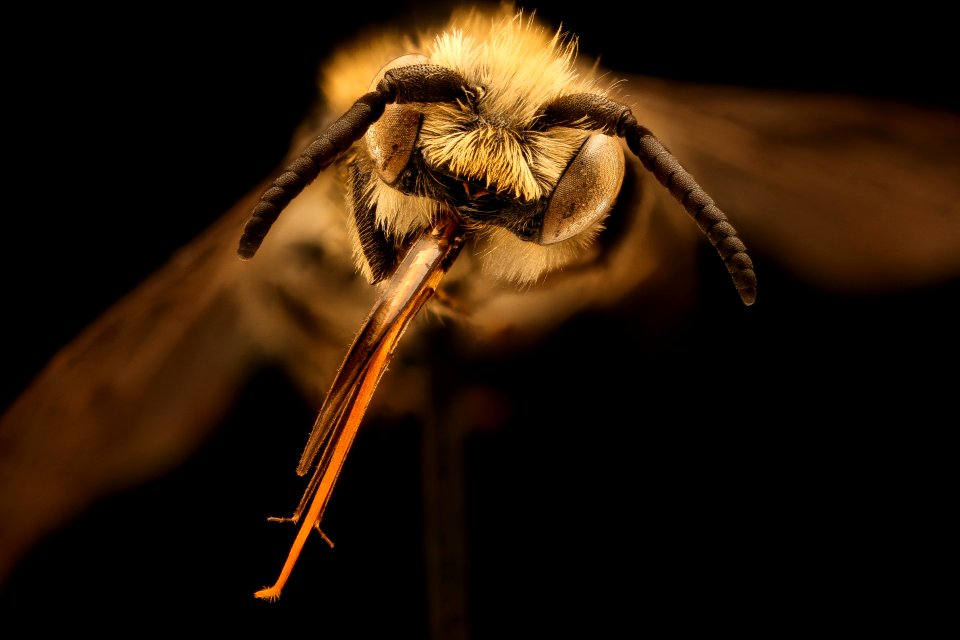 Hoplitis sambuci, m, face, Bray 2, CA 2019-03-23-19.12.02 ZS PMax UDR