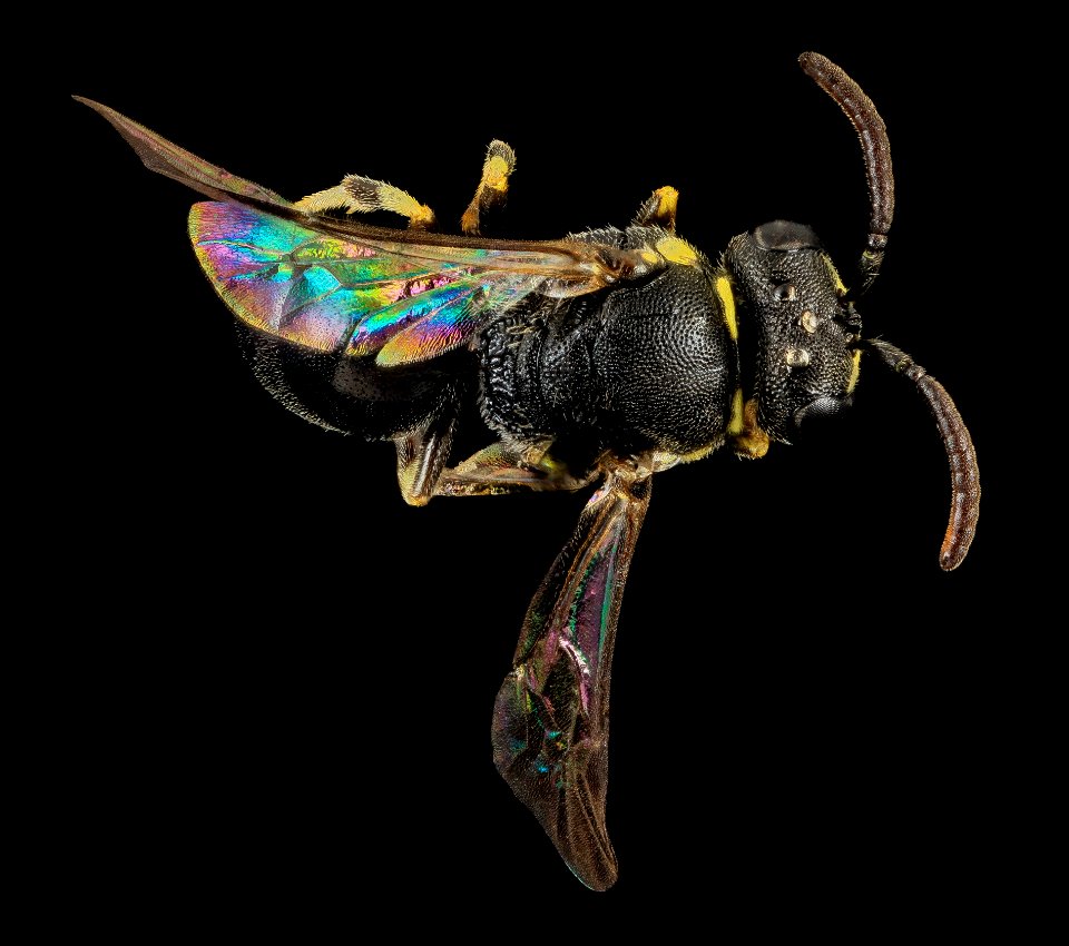 Hylaeus floridanus, M, back, Moore Co., N. Carolina 2014-01-08-15.35.21 ZS PMax