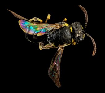 Hylaeus floridanus, M, back, Moore Co., N. Carolina 2014-01-08-15.35.21 ZS PMax
