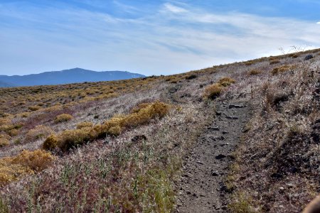 Landscape covered in invasive cheatgrass near Reno, Nevada
