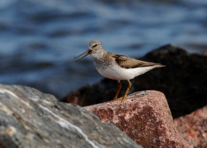 Xenus cinereus