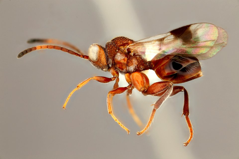 Paramblynotus species, usda, buffington