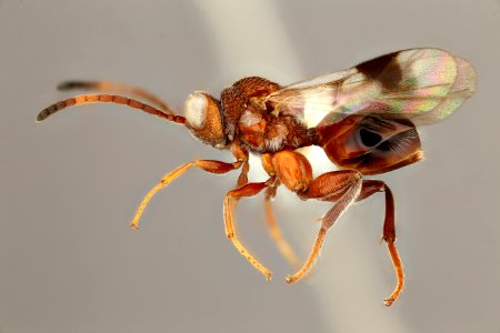 Paramblynotus species, usda, buffington