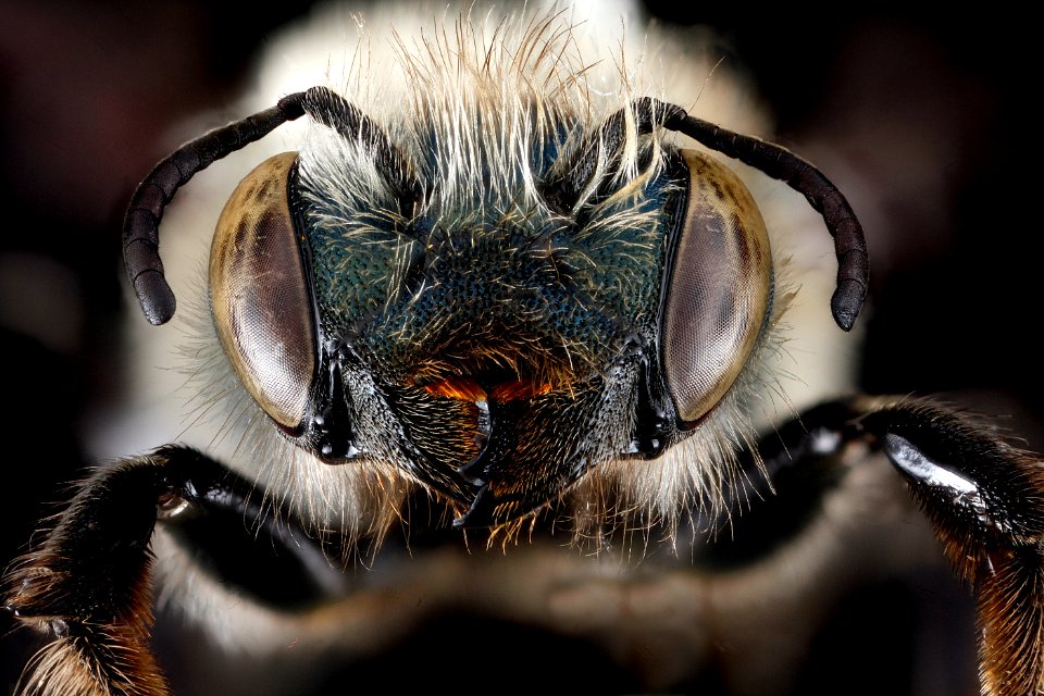 Osmia simillima, face 2012-06-18-17.34.57 ZS PMax