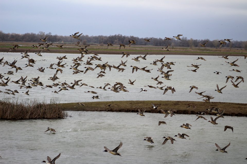 Mixed flock of waterfowl flying over wetland
