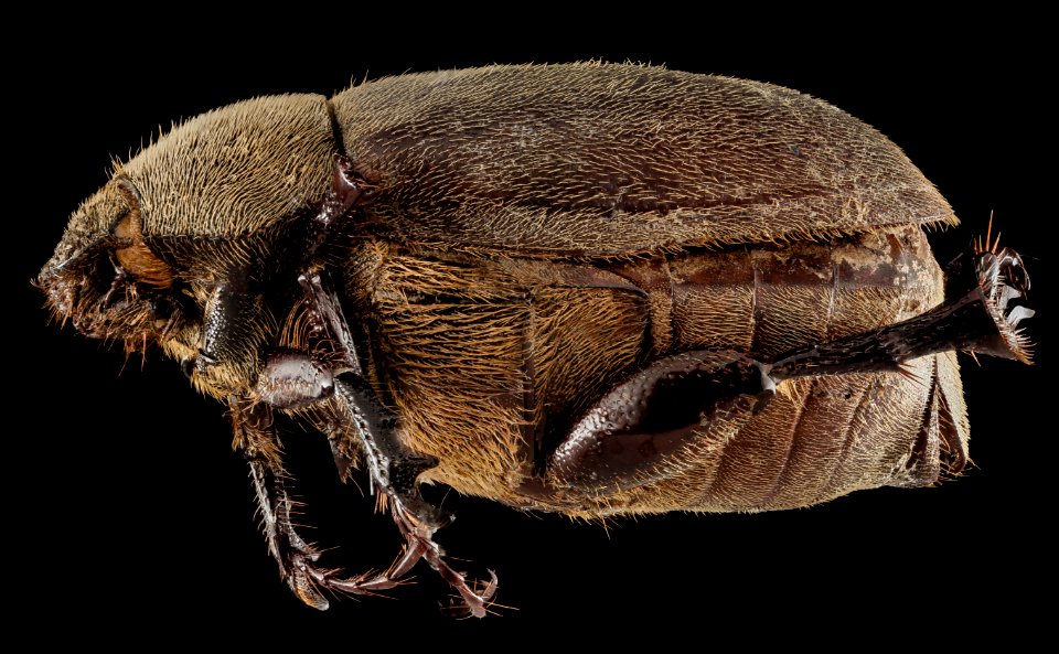 Phyllophaga aemula, F, MD, Anne Arundel 2015-03-13-15.50.40 ZS PMax