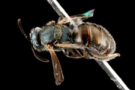 Lasioglossum tamiamense, F, back1, Florida, St. Johns County 2013-03-07-14.39.32 ZS PMax