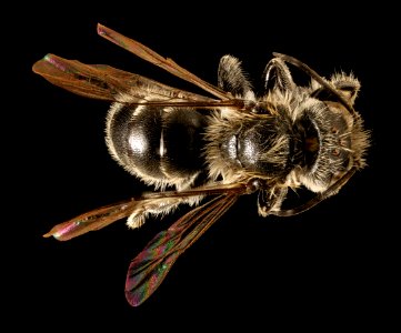 Hoplitis simplex, m, back, Charles Co, MD 2016-04-15-22.29
