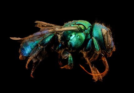 Osmia aglaia, f, right, Mariposa CA 2017-08-03-12.00