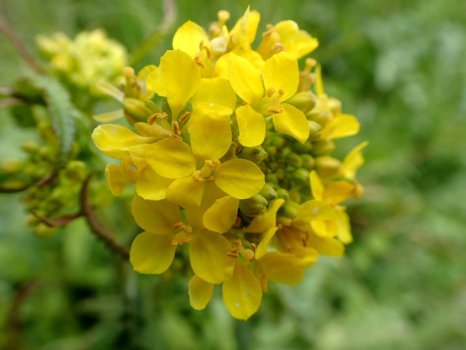 FLORES DE LA RIBERA DEL DUERO VALLADOLID