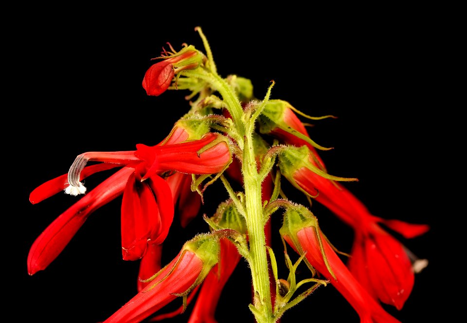 Lobelia cardinalis, Cardinal Flower, Howard County, MD, Helen Lowe Metzman 2017-09-13-16.36