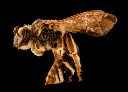 Colletes robertsonii, f, left, Hooker Co., Nebraska 2018-06-25-16.24.54 ZS PMax UDR