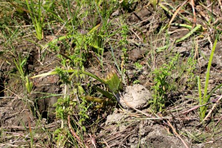 Grazing evidence