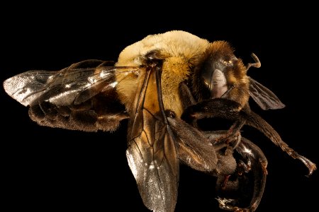Ptilothrix bombiformis, m, right side, Pr. George's Co. Maryland 2016-06-16-19.30